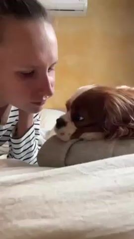 A woman and a dog are lying on a bed. The woman is wearing a striped shirt. Her hair is pulled back. She looks toward the dog with a serious expression. The dog is a Cavalier King Charles Spaniel with brown and white fur. The dog is lying on a gray pillow. The woman then smiles and looks directly at the camera. The bed has a white sheet on it. The wall is a light yellow color. There is an air conditioning unit above the woman and the dog.