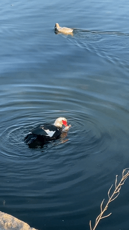 Construction crane operates in Bar, Montenegro residential area