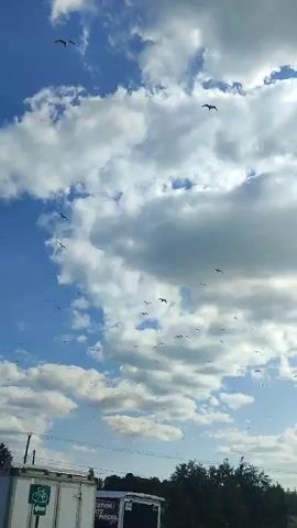 A flock of birds flies across a sky filled with white, fluffy clouds. The birds are scattered throughout the frame, with some flying in small groups and others individually. The sky is a bright blue, and the sun is shining, casting shadows on the clouds. The birds appear to be in flight, their wings spread wide as they navigate the open air. The scene is peaceful and serene, capturing a moment of natural beauty. In the lower part of the frame, a white truck is visible, along with some trees and buildings. The truck appears to be parked, and the trees are green and leafy, suggesting a warm, pleasant day. The buildings in the background are out of focus, but they appear to be residential or commercial structures. The overall impression is one of a vast, open sky, teeming with life and movement.