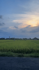 Daily life moments captured in Mendoyo rice fields