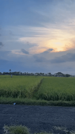 Daily life moments captured in Mendoyo rice fields
