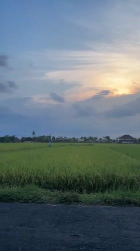 Daily life moments captured in Mendoyo rice fields