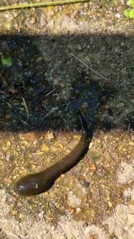 A close-up, overhead shot shows a dark, elongated leech moving on a wet, gritty surface. The leech is glossy and appears to be contracting and stretching as it moves. The ground beneath it is a mix of dirt, small pebbles, and scattered green plant matter. The background features a darker, rougher surface, possibly concrete or a similar material, with more debris and shadows. The lighting suggests it is daytime, with sunlight casting distinct shadows. The scene appears to be outdoors, possibly in a damp or recently rained-upon area. There is no visible text in the media.