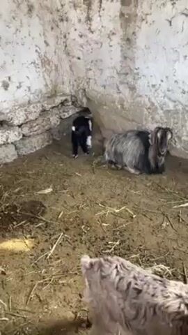 The video shows a small black and white goat kid climbing on the back of a larger, gray goat. The gray goat is lying down. The scene takes place inside a small, possibly indoor enclosure with dirt flooring and a rough, stone-like wall in the background. There are a few bits of hay scattered around.