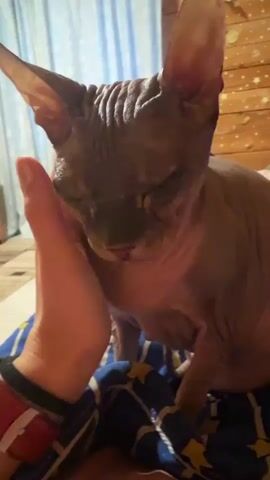 A Sphinx cat is being petted on the head by a person's hand. The cat's eyes are closed, and it appears to be relaxed. The cat is sitting on a bed with blue and yellow patterned bedding. The background is a wooden wall with some star-shaped decorations.