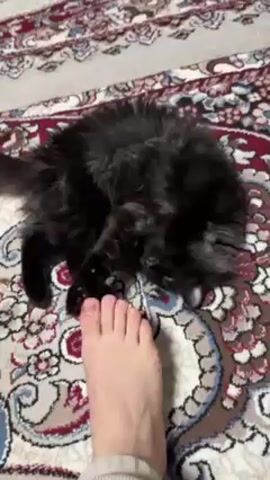 The video shows a bare foot teasing a long-haired black cat on a carpet. The cat lies on its side and bats at the foot with its paws. The carpet is ornate with repeating patterns in red, gray, white, and brown.