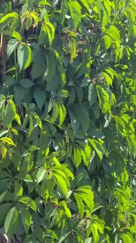 A close-up, vertical video shows a wall of lush green Virginia creeper vines. Sunlight shines through the leaves, creating bright highlights and deep shadows. Small, unripe clusters of berries are visible among the leaves in some areas. The vines appear dense and healthy, creating a thick green curtain. The background is out of focus, but appears to be outdoors.