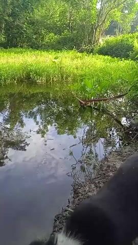 A black and white dog's head is visible in the lower right corner of the frame. The dog appears to be looking down at a body of water. The water is calm and reflects the surrounding greenery and sky. The banks of the water are covered in lush green vegetation. A large piece of wood or a branch is partially submerged in the water. The scene appears to be a natural outdoor environment, possibly a pond or slow-moving stream. The lighting suggests it is daytime, with sunlight illuminating the scene.