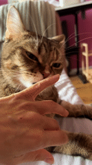 Morning moments with tabby cat captured in Moscow residence