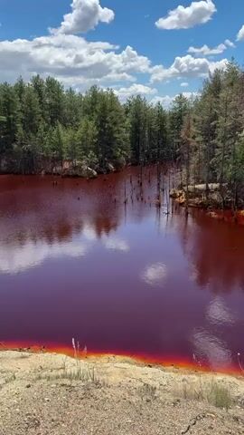 A high-angle, static shot captures a vivid red body of water surrounded by a dense forest of green pine trees. The water's surface reflects the white, puffy clouds scattered across a clear blue sky. The shoreline closest to the viewer is a sandy, dry embankment with sparse green grass and some dried vegetation. A thin band of bright orange and yellow stains the water's edge, suggesting a mineral deposit or chemical reaction. Dead, skeletal trees rise from the water in the middle distance, their dark forms contrasting with the vibrant red. The overall impression is one of an unusual, potentially polluted natural landscape. No people or animals are visible.