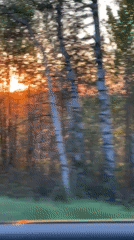 Sunset forest scene captured from moving vehicle near Bolgury