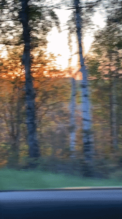 Sunset forest scene captured from moving vehicle near Bolgury