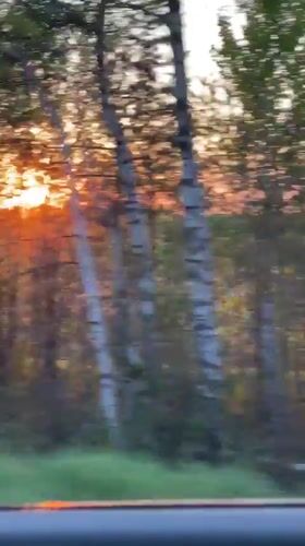 Sunset forest scene captured from moving vehicle near Bolgury