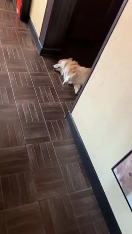 A short video shows a fluffy, light brown and white corgi sleeping on a tiled floor. The dog is lying on its side with its legs stretched out and its eyes closed, appearing very relaxed. The floor has a pattern of dark brown rectangular tiles arranged in a checkerboard-like fashion. Behind the dog, a dark wooden doorway or alcove is visible. The surrounding walls are a light beige color. The lighting suggests it is daytime, possibly indoors in a home or a similar establishment. There is no discernible text in the video.