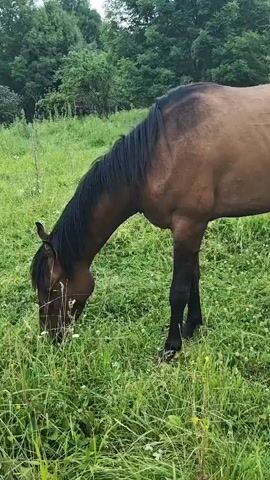 The video shows several horses in a grassy field with trees in the background. One horse in the foreground is a dark brown color with a black mane and tail. It is grazing in the grass. The horse appears to be thin, with its ribs visible. Other horses can be seen in the background, also grazing. The sky is overcast.