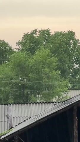 A video shows a close-up of a roof with gray corrugated metal sheeting. The roof is angled downwards and to the right. Behind the roof, there are lush green trees with dense foliage. Power lines are visible crossing horizontally through the trees. The sky above is overcast with a pale orange or pinkish hue, suggesting it might be dawn or dusk. There appears to be rain falling, as evidenced by streaks or blurred lines in the lower right portion of the frame and on the roof itself. The overall atmosphere is subdued, possibly due to the weather.