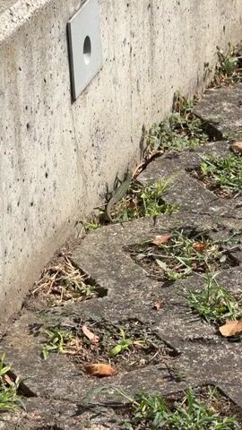 The video shows a lizard on a concrete wall next to a sidewalk. The lizard is dark green and brown and is positioned vertically on the wall. There are some green plants and dry leaves around the base of the wall and on the sidewalk. The sun is shining, casting a shadow of the lizard on the wall. There is a square metal plate with a circular hole in it mounted on the wall. The scene appears to be outdoors in a sunny environment.