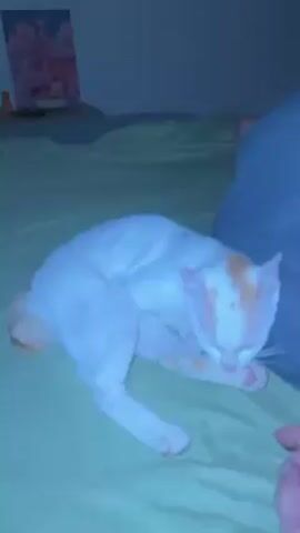 A white cat with orange spots lies on a bed with green sheets. The cat is grooming its left front paw, which is being touched by a human finger. A pillow is visible on the right side of the frame, and a piece of artwork hangs on the wall in the background. The scene appears to be indoors and the lighting is subdued.