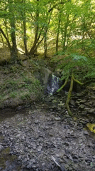 Morning forest walk captures streams and treehouses in Mettlach