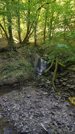 Morning forest walk captures streams and treehouses in Mettlach