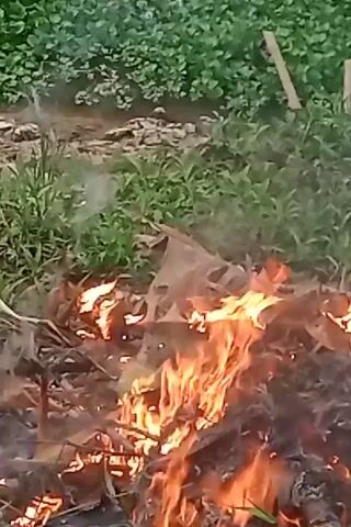 A pile of dry leaves and twigs is burning in a patch of grass. The flames are orange and yellow, with some smoke rising from the fire. The background is out of focus, but appears to be a garden or field with green plants. The video is shot from a slightly elevated angle, looking down at the fire.
