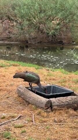 A bird with dark brown plumage and iridescent green and purple feathers on its wings is drinking from a black trough filled with water. The trough is resting on a weathered log. The bird's long, curved beak is submerged in the water. The ground surrounding the trough is covered with dry grass and scattered twigs. In the background, there is a body of water with some ripples on its surface. Behind the water, a dense green bush or tree provides shade. The overall environment appears to be a natural outdoor setting, possibly a wildlife sanctuary or a park.