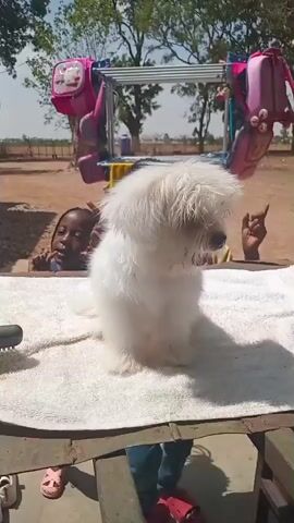 The video shows a small, fluffy white dog sitting on a white towel spread on a wooden table outside on a sunny day. Two children stand on either side of the table, their faces visible above the edge. The child on the right wears a yellow shirt and is smiling and gesturing towards the dog. The child on the left is partially obscured and peers at the camera with curiosity. Behind the dog, clothes hang on a metal drying rack, with two pink backpacks suspended from it. The background includes trees, a building, and a field with a fence line. The camera angle is slightly from below, looking up at the dog and children.