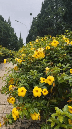 Daily life scenes documented across Da Lat, Vietnam