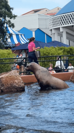 A morning at Harderwijk's marine animal park