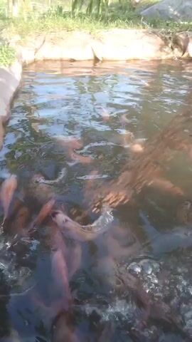 A school of fish is being fed in a shallow pond. The fish are mostly a reddish-orange color and are seen actively feeding on something at the surface of the water. Some of the fish are partially visible, while others are fully submerged. The pond appears to be a man-made structure with a concrete or stone border. The water is murky, and there is some vegetation visible in the background. The overall impression is one of abundance and activity within the aquatic environment.