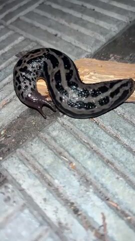 This is a close-up, eye-level shot of a large, spotted slug. The slug is a dark gray with black, irregular stripes and spots. It is curved into a "C" shape, with its head, which has two visible tentacles, resting on the ground. The slug is positioned on a textured surface, possibly paving stones or concrete, with a piece of light-colored wood to its right. The lighting suggests it is either dusk or night. The background is out of focus, but appears to be a similar paved surface. There is no visible text in the image. The overall impression is one of an organism in its natural environment.