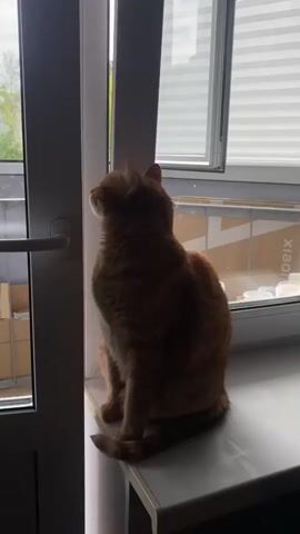 A ginger cat sits on a windowsill looking out a glass door. A black dog is on the floor looking up at the cat. The dog is wearing a red collar. The cat turns its head away from the dog and continues to look out the window.