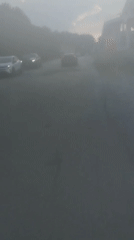 Moving through a foggy, tree-lined road in hazy conditions