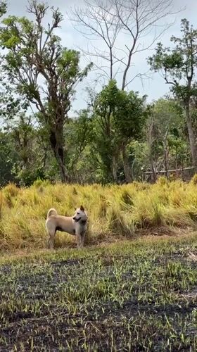 Dry fields and a bronze Garuda in Kuta Selatan, Bali