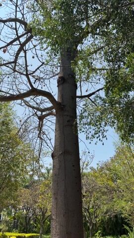 The video shows a tall tree with a thick, grey trunk and a mix of branches with green leaves, bare branches with thorns, and branches with fluffy white pods. The sky is blue and clear, with other trees visible in the background. There is some indistinct background chatter. The camera gradually zooms in on the tree's branches and pods.
