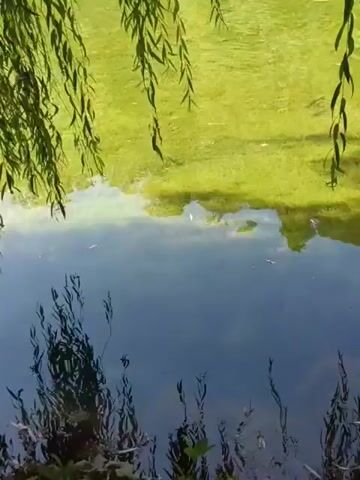 The video shows a serene body of water, likely a pond or lake, with reflections of hanging willow branches. The water is partially covered with a vibrant green algae bloom. In the distance, a yellow pole is visible, partially submerged in the water. The camera pans slightly, offering a closer view of the reflections and the texture of the algae. The overall impression is one of natural tranquility, albeit with a hint of the impact of the algae on the water's surface.