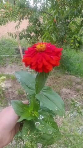 A close-up shot focuses on a vibrant red zinnia flower with a yellow center, held by a hand. The flower is in bloom and its petals are fully open. The background is blurred, showing greenery and trees, suggesting an outdoor garden setting. The video captures the delicate beauty of the flower and its natural environment.