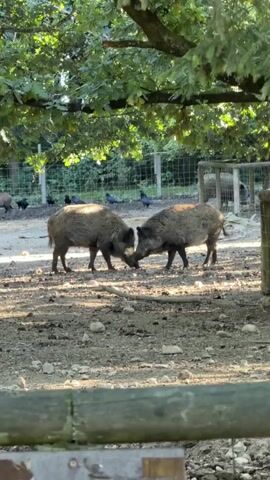 The video shows two wild boars in an outdoor enclosure. The ground is covered in dirt and small stones, and there is a large tree with green leaves overhead, casting dappled sunlight on the animals. In the background, there is a wire fence and some green foliage. Several birds, possibly crows or pigeons, are scattered around the enclosure. The two wild boars are facing each other, with their heads lowered, seemingly interacting. One boar is on the left and the other is on the right. The boar on the left is facing towards the right, and the boar on the right is facing towards the left. Their snouts are close to each other. A fence made of wooden posts and wire mesh is visible in the foreground. Another structure, possibly a pen or shelter, is in the background to the right.