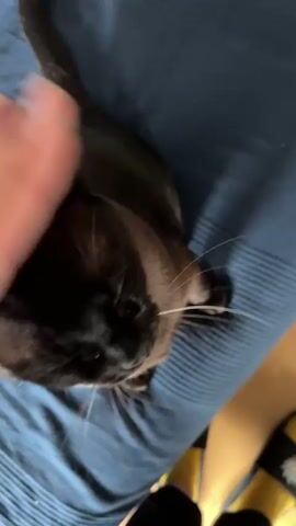 A hand pets a Siamese cat on a blue striped bed. The cat is facing away from the camera, but turns its head to look at the camera as the hand strokes its head. The cat's eyes are closed as the petting continues.