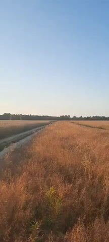 This is a vertical, first-person video looking out over a field of dry, golden-brown grass. A dirt path runs diagonally from the lower left to the upper right, bordering the field on the left. In the distance, a line of trees forms the horizon against a clear, pale blue sky. The lighting suggests it is either early morning or late afternoon, with the sun low in the sky. The camera is moving slowly forward, giving the impression of walking through the field. There are no people or animals visible in the frame. The overall impression is one of a quiet, rural landscape.