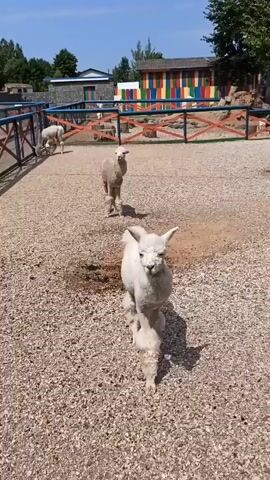 A light gray alpaca walks toward the camera in a pen with gravel ground and a wooden fence. Another alpaca is visible in the background, further away. The alpaca in the foreground turns its head and looks at the camera. The alpaca then turns to the left, and then walks back to the right, turning its back to the camera. The alpaca in the foreground then turns its head and looks at the camera again. The alpaca then walks forward, and then walks back to the right, turning its back to the camera. The alpaca in the foreground then turns its head and looks at the camera again. The alpaca then walks forward, and then walks back to the right, turning its back to the camera.