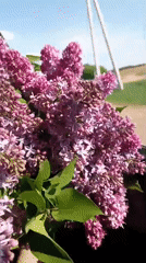 Purple lilacs transported by vehicle in Ольховка, Russia