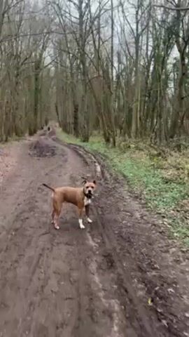 The video shows a medium-sized, brown dog with white markings on its chest and paws standing on a muddy path in a wooded area. The dog has a black collar with silver studs. The path is surrounded by bare trees, and there is a person walking away from the camera further down the path. The day appears overcast. The person is wearing a black sweater and grey pants. The path is wet and muddy, and there are tire tracks visible. The dog is looking towards the camera.