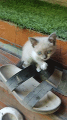 Kittens, dogs, and garden life in a Bishkek backyard