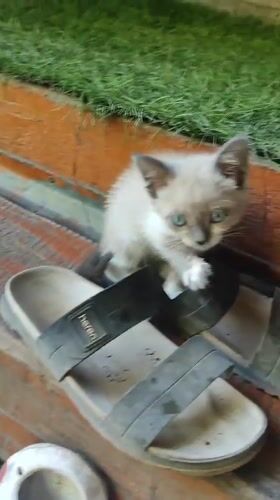 Kittens, dogs, and garden life in a Bishkek backyard