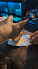 Sphynx cat drinks yogurt in Khimki, Russia