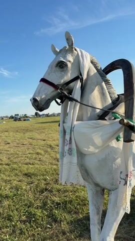 This video shows a stationary white horse sculpture, adorned with a white scarf and red bridle, standing in a grassy field under a clear blue sky. The horse is fitted with a dark harness, part of which appears to be a wooden yoke. Behind the horse, a dark wooden cart is visible, filled with hay and covered with a colorful woven blanket. The cart also has hay bales around its wheels. In the background, a building with yellow and blue stripes can be seen, along with scattered trees and a few other structures. The overall scene suggests an outdoor rural setting, possibly a display or a roadside attraction.
