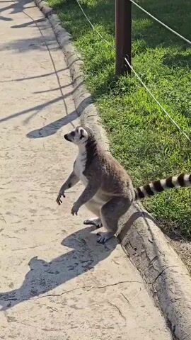 A ring-tailed lemur stands on its hind legs on a paved walkway, looking up. A person's legs and feet are visible on the left side of the frame, and the person extends a hand to offer the lemur a piece of yellow food. The lemur takes the food, and then returns to a resting position on all fours. The background shows a grassy area and a fence.
