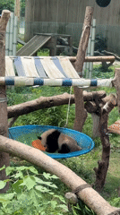 Panda cub sleeps in hammock at Jiulongpo zoo