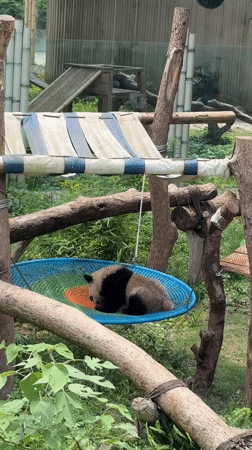 Panda cub sleeps in hammock at Jiulongpo zoo
